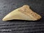 Megalodon Fossil Shark Tooth - 94.9mm / 3.7" Carousel 6