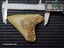 Megalodon Fossil Shark Tooth - 94.9mm / 3.7" Carousel 7