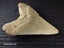 Megalodon Fossil Shark Tooth - 94.9mm / 3.7" Carousel 3