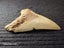 Megalodon Fossil Shark Tooth - 94.9mm / 3.7" Carousel 5