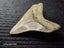 Megalodon Fossil Shark Tooth - 95.5mm / 3.7" Carousel 4