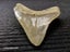 Megalodon Fossil Shark Tooth - 95.5mm / 3.7" Carousel 7