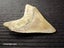 Megalodon Fossil Shark Tooth - 95.5mm / 3.7" Carousel 3