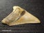 Megalodon Fossil Shark Tooth - 95.5mm / 3.7" Carousel 5