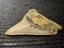 Megalodon Fossil Shark Tooth - 95.5mm / 3.7" Carousel 6