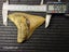 Megalodon Fossil Shark Tooth - 95.5mm / 3.7" Carousel 8