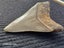 Megalodon Fossil Shark Tooth - 107.8mm / 4.2" Carousel 4