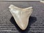 Megalodon Fossil Shark Tooth - 107.8mm / 4.2" Carousel 7