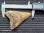 Megalodon Fossil Shark Tooth - 107.8mm / 4.2" Carousel 8