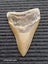 Megalodon Fossil Shark Tooth - 107.8mm / 4.2" Carousel 2