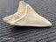 Megalodon Fossil Shark Tooth - 107.8mm / 4.2" Carousel 3