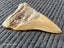 Megalodon Fossil Shark Tooth - 107.8mm / 4.2" Carousel 5
