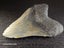 Megalodon Fossil Shark Tooth - 121.4mm / 4.7" Carousel 4