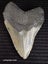Megalodon Fossil Shark Tooth - 121.4mm / 4.7" Carousel 1