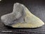 Megalodon Fossil Shark Tooth - 121.4mm / 4.7" Carousel 3