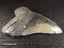 Megalodon Fossil Shark Tooth - 121.4mm / 4.7" Carousel 5
