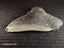 Megalodon Fossil Shark Tooth - 121.4mm / 4.7" Carousel 6