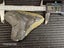 Megalodon Fossil Shark Tooth - 121.4mm / 4.7" Carousel 8