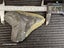 Megalodon Fossil Shark Tooth - 121.4mm / 4.7" Carousel 7