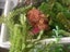 Plastic plants rock formations for aquarium s assorted Carousel 6