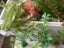 Plastic plants rock formations for aquarium s assorted Carousel 8