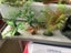 Plastic plants rock formations for aquarium s assorted Carousel 2