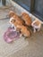 Pig Dog Pups Carousel 1