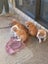 Pig Dog Pups Carousel 2