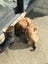 Pig Dog Pups Carousel 3