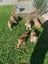 Pig Dog Pups Carousel 4