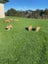 Pig Dog Pups Carousel 5