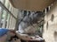 Two chinchillas looking for new home Carousel 4