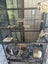 Two chinchillas looking for new home Carousel 6