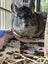 Two chinchillas looking for new home Carousel 3
