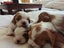 Cavalier King Charles puppies Carousel 6