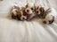 Cavalier King Charles puppies Carousel 7