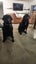 two amazing lads / labs Carousel 1