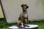 Pippy - Chance 4 Change Carousel 2