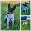 Lottie *Whangarei Animal Management* Carousel 1