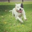 English staffy, 7 years Carousel 1