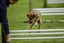 Pippy - Chance 4 Change Carousel 5