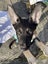 Puppies For Sale!! Carousel 3