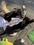 Puppies For Sale!! Carousel 6