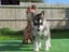 Puppies For Sale!! Carousel 9