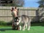 Puppies For Sale!! Carousel 10