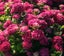 Hydrangea Merveille Sanguine aka Raspberry Crush Carousel 1