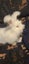 Male rabbit looking for a home that will love and look after him. Carousel 1
