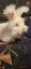 Male rabbit looking for a home that will love and look after him. Carousel 3