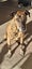 Chippy - Rehome by 21 June, Good with Other Dogs and Children Carousel 1