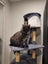 Tall, dark & extremely handsome - rehoming on behalf... Carousel 2